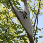 Tentworms in northeastern Oklahoma. Normally tentworms spend the day inside of their strong fibrous tent, safe from most predators. But some of them crawl outside, very obvious to predators, and twitch, making themselves even more obvious. This is probably the result of a parasite which alters the brain activity of the caterpillar. The parasite probably alternates between bird and caterpillar as its host.