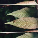 Three stages of a spider capturing an ant, on an Ailanthus leaf in Oklahoma.