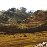 The high Andes of Ecuador are covered by paramo, a mixture of grasses and sedges maintained by fire. On the equator, the paramo has almost identical cold, usually wet weather conditions every day of the year.