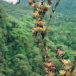 Bromeliad plants grow on a dead tree in the Amazon rainforest of El Oriente, Ecuador. Bromeliads are epiphytes that get all of their water and minerals from rain and dust.