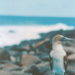 A blue-footed booby (Sula nebouxii) stands on a rock in the Galapagos Islands of Ecuador.