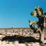 The only cool place for these sea lions to rest on the Galapagos of Ecuador is the shade of a tree. The tree growth form, with bark, is unusual among cactuses.