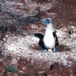 A glue-footed booby (Sula nebouxii) incubates its egg in its nest in the Galapagos Islands of Ecuador. Since there are no predators, the nest is on the ground and consists only of guano. The booby mother recognizes any egg or chick inside the ring as its own, and ignores even its own offspring if they are outside of the ring.