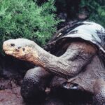 A giant Galapagos tortoise in captivity at the Estacion Charles Darwin, 1989.