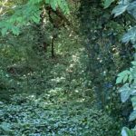 The woods near Lake Balastiere, in Bischheim north of Strasbourg, are filled with lierre (ivy, Hedera helix). At the top you can see leaves of black locust (Robinia pseudoacacia), an invasive tree from North America.