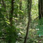 Woodland near Lake Balastiere, Bischheim, north of Strasbourg. This woodland is second-growth but has undergone enough ecological succession that erables (maple trees, Acer pseudoplatanus) and tilleuls (lindens, Tilia heterophylla) dominate the forest.