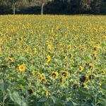 Sunflower field near Bischheim, north of Strasbourg.