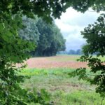 Forest edge near Lake Balastiere, Bischheim, north of Strasbourg.
