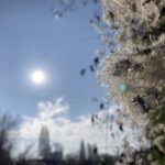 Fruits of Clematis vitalba, called "old-man's-beard," in Bischheim, north of Strasbourg.