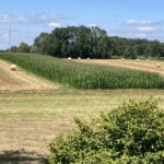 Fields of maize and wheat outside of Reichstett, north of Strasbourg, France. France has monocultures, just like America, but the fields are smaller, which means that pests spread more slowly and less pesticide is needed.