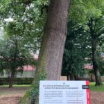 A park in Schiltigheim, north of Strasbourg, has a sign telling people to not walk in the rooting zone of a large pedunculate oak (Quercus robur).