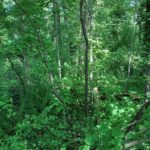 Regrown deciduous forest near Lake Balastiere, Bischheim, north of Strasbourg, France.