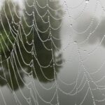 Foggy dew on spiderweb along the Ill River north of Strasbourg.