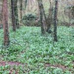 Springtime floodplain forest along Ill River north of Strasbourg, with ail-d'ours (bear garlic, Allium ursinum).