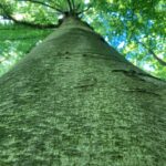 Beech (Fagus sylvatica) in old forest reserve northeast of Strasbourg, near the Rhine River.
