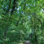 Beeches (Fagus sylvatica) in old forest reserve northeast of Strasbourg, near the Rhine River.