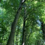 Beeches (Fagus sylvatica) in old forest reserve northeast of Strasbourg, near the Rhine River.