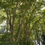 Plane trees (platanes communes) along the Piste de Fortes near Parc de Pourtales, north of Strasbourg. Along an old, paved military road.