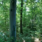 Beeches (Fagus sylvatica) in old forest reserve northeast of Strasbourg, near the Rhine River.