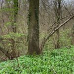 Springtime floodplain forest along Ill River north of Strasbourg, with ail-d'ours (bear garlic, Allium ursinum).