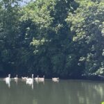 Swans on the Ill River north of Strasbourg.