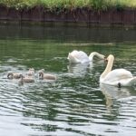 Swans and cygnets on the Ill River north of Strasbourg.
