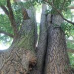 Gigantic ginkgo trees grow in the Place Republique. The trees were the gift of the Emperor of Japan in the nineteenth century.