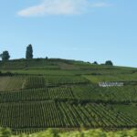 Vinyards grow on medium elevations between the lowland fields of Alsace and the Vosges Mountains forests in France.