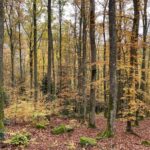 Autumn colors in a beech forest in the Vosges Mountains, Alsace, France.