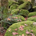 Mosses cover the boulders in the forests of the Vosges Mountains in Alsace, France, because of the frequent mist and fog.
