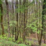 Early spring forest near Lichtenberg in the Vosges Mountains, Alsace. France.