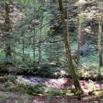 A streamside forest near Lutzelhouse in the Vosges Mountains, Alsace, France.
