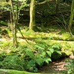The streamside forests near Lutzelhouse, in the Vosges Mountains, Alsace, France, are very moist and have mosses and ferns.