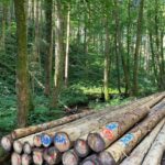 Conifer logs selectively cut from a forest near Lutzelhouse, Vosges Mountains, Alsace, France. Though it is a forest reserve, careful forestry is practiced here.