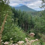 A forest clearing near Lutzelhouse in the Vosges Mountains, Alsace, France. After deforestation, conifers were planted, and are still used for lumber, while the hardwood trees replace them.