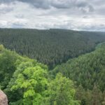 Early spring forests near Wangenbourg castle, Vosges Mountains, Alsace, France. After deforestation, conifer plantations were established, but now beech forests are taking over the cooler, wetter slopes.