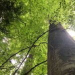 Although the forest near Wangenbourg, in the Vosges Mountains of Alsace, France, were originally deforested then turned into conifer plantations, during the last century very large beech trees (Fagus sylvatica) have grown.