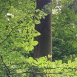 Old growth forest near Wangenbourg in the Vosges Mountains of Alsace, France. The trunk is beech, the understory tree is hazelnut (Coryllus avellana).