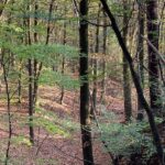 An autumn chestnut forest in the Vosges Mountains, Alsace, France.