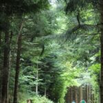 A trail through a forest in the Vosges Mountains, Alsace, France, near Orbey.