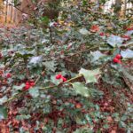 European holly (Ilex aquifolium) have evergreen leaves. The female bushes produce red berries in the autumn. Vosges Mountains, France.