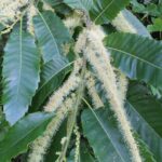 Male flowers of the European chestnut Castanea sativa in the Vosges Mountains of France.