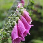 Digitalis purpurea (fingerhuts) growing in an opening in the Vosges mountains of France.