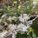 Evernia lichens in the forest above St. Hippolyte in the Vosges mountains of Alsace, France. Lichens are fungi with photosynthetic algae inside of them, thus they do not depend on other organisms for food.