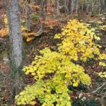 Maple (Acer pseudoplatanum) leaves turn bright gold in the autumn in the Vosges Mountains of France.