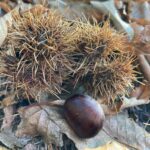 Chestnuts (Castanea sativa) drop their spiny involucres and nuts onto the forest floor in the Vosges Mountains of France, where many people gather them.