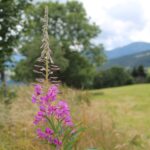 Fireweed (Chamaenerion angustifolium, formerly genus Epilobium), which grows in northern continental areas worldwide, here in the Vosges mountains of France.