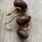Acorns of Quercus petraea from the Vosges Mountains germinate in the autumn. Squirrels will not eat acorns that have already germinated and started to use up their food supply. This is an evolutionary strategy for escaping from herbivorous "seed predators." The little seedling overwinters, then the stem and leaves emerge in the spring.