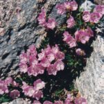 Kalmia procumbens, the alpine azaelea, grows in cracks in rocks in the alpine zone.