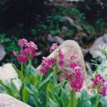 Primula parryi in subalpine meadow in the Bighorn Mountains of Wyoming.